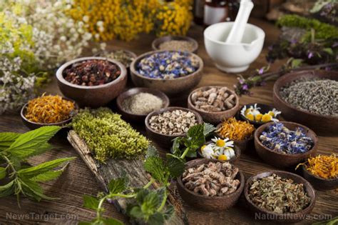  Plantas que Curam: An Aromatic Journey Through Brazilian Herbalism