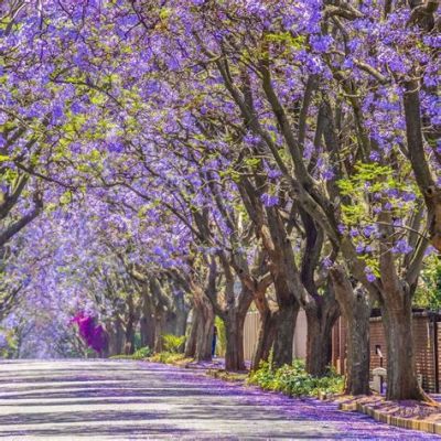 Dreams of the Jacaranda Tree: A Journey into the Essence of Inner Harmony and Cultural Beauty