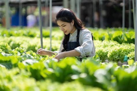  Living Soil: A Journey into Korean Agricultural Wisdom!